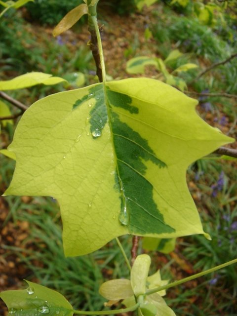 Liriodendron tulipifera 'Variegata'